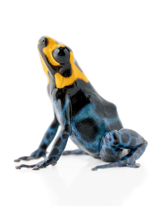 Ranitomeya benedicta 'Yellowhead'