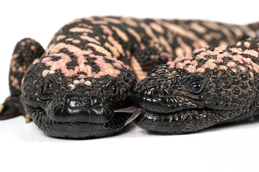 Gila Monsters
