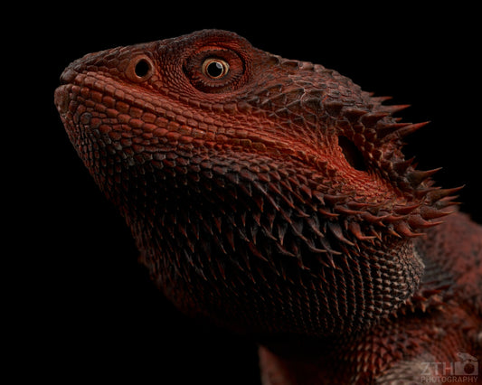 Red Monster Bearded Dragon