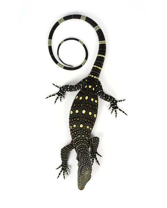 Crocodile Monitor