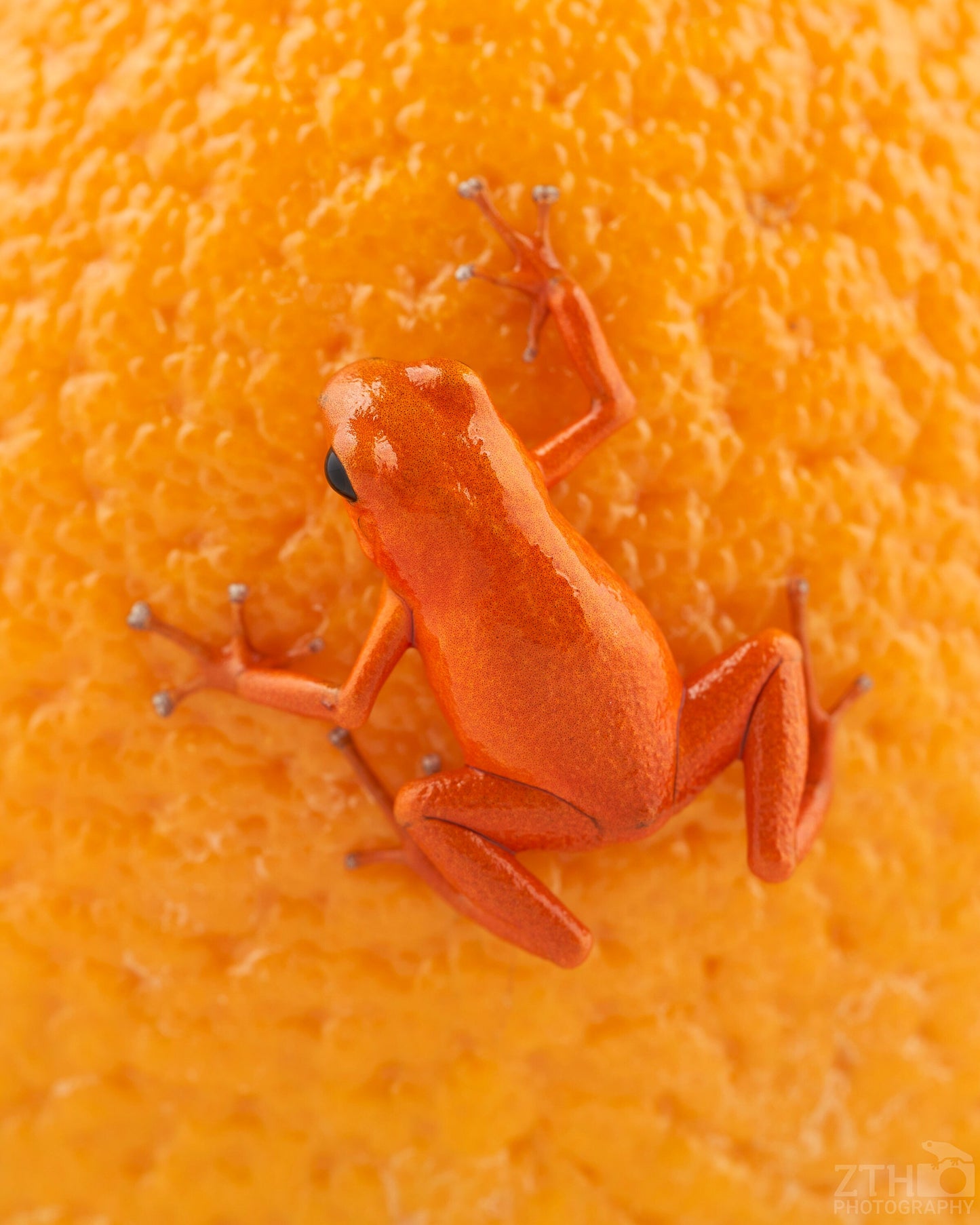 Oophaga pumilio 'Solarte' on an Orange
