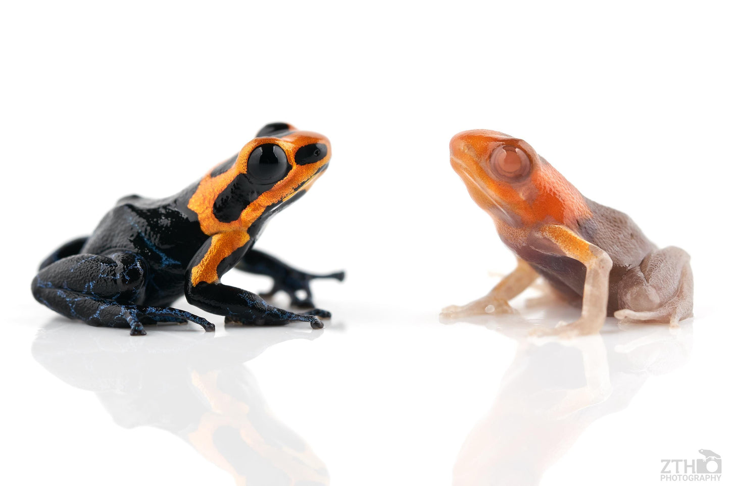 Albino Ranitomeya Pair