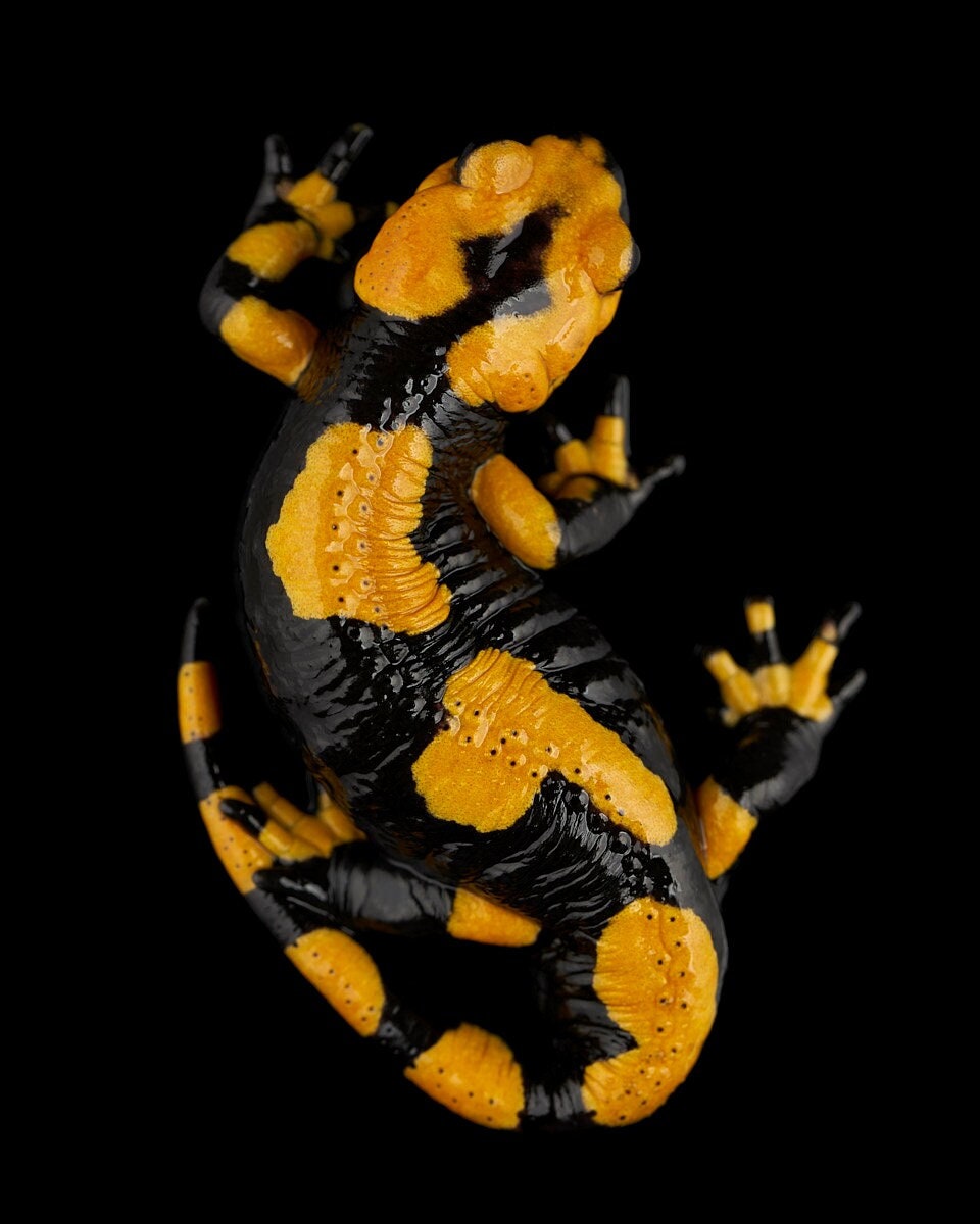 Fire Salamander