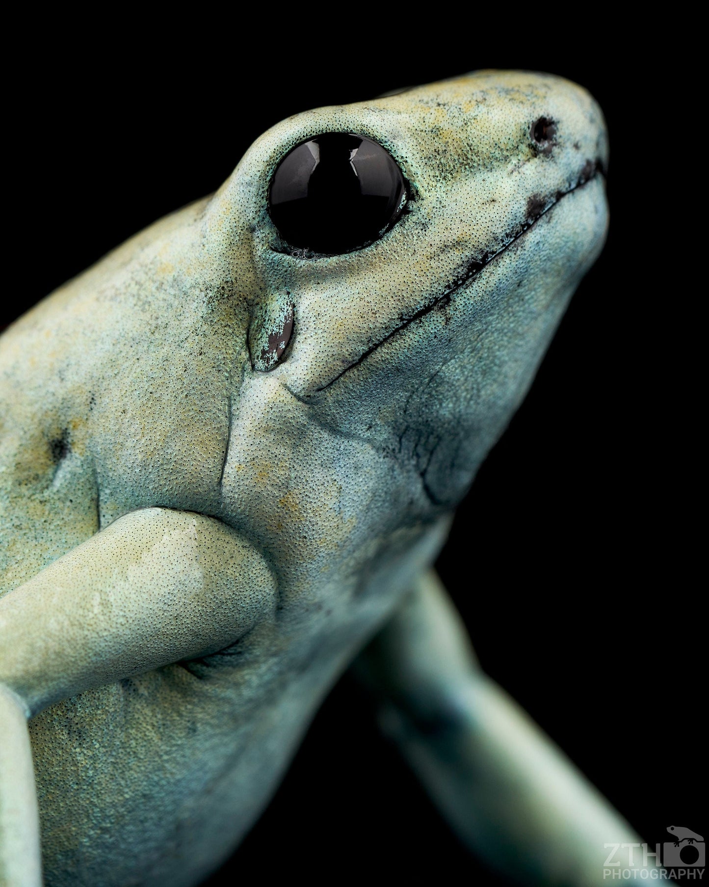 Phyllobates terribilis 'Mint'