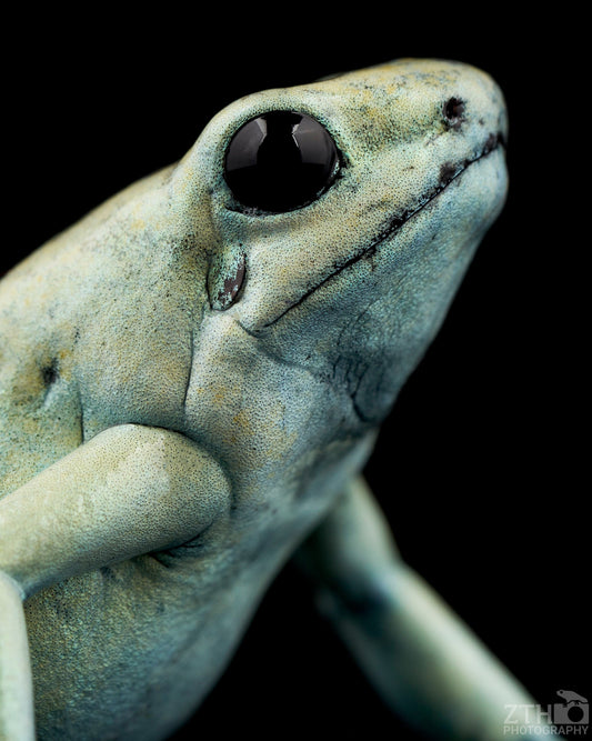 Phyllobates terribilis 'Mint'