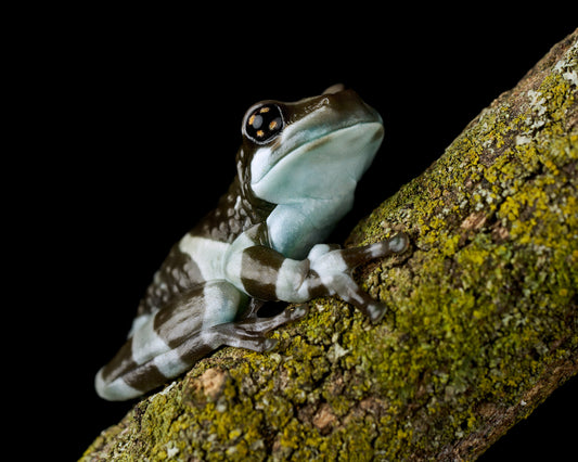 Milk Frog