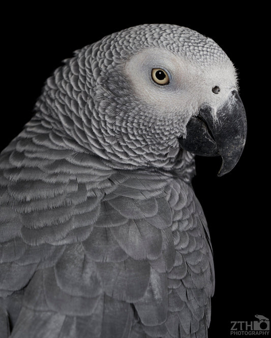 African Grey