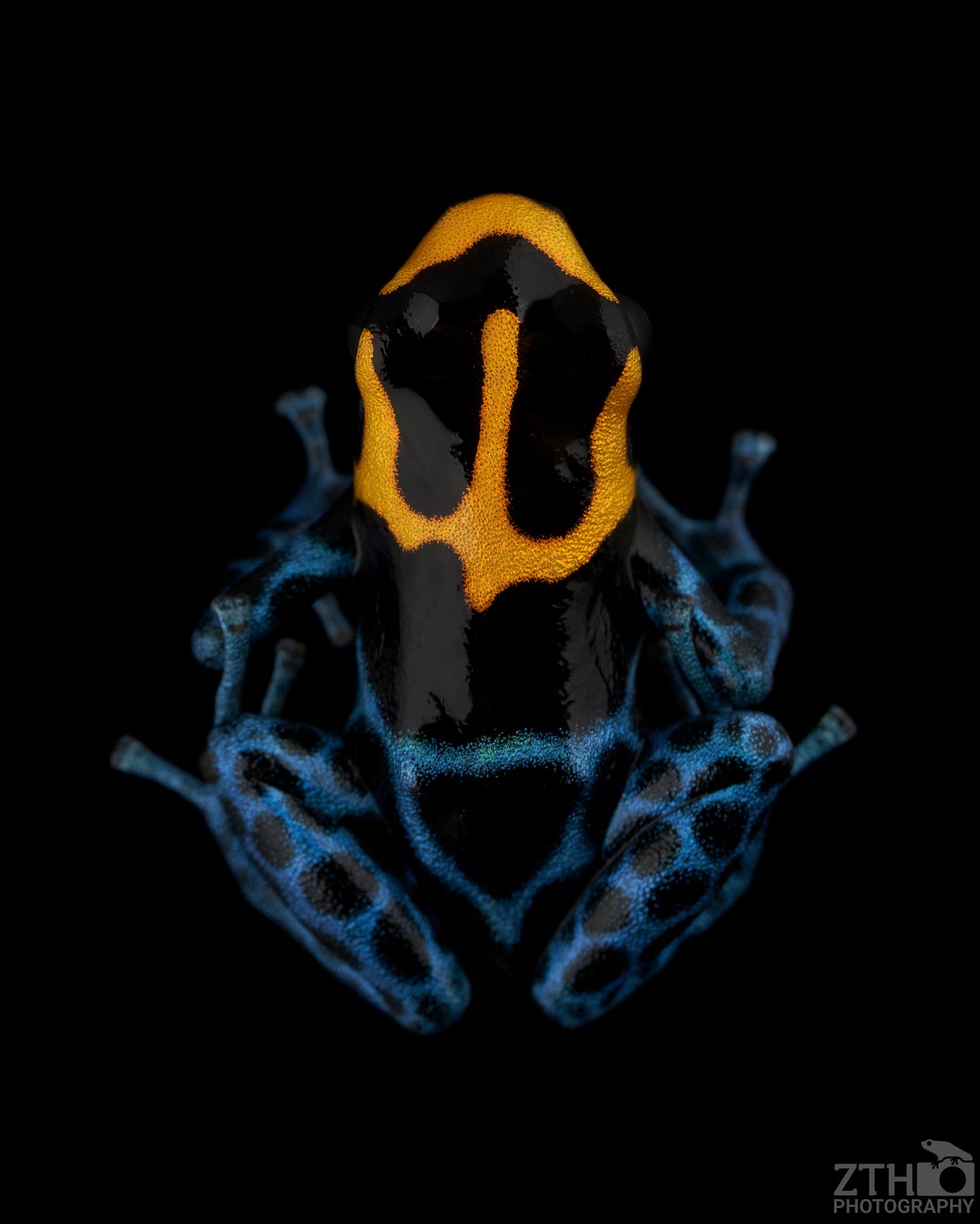 Ranitomeya benedicta 'Yellowhead'