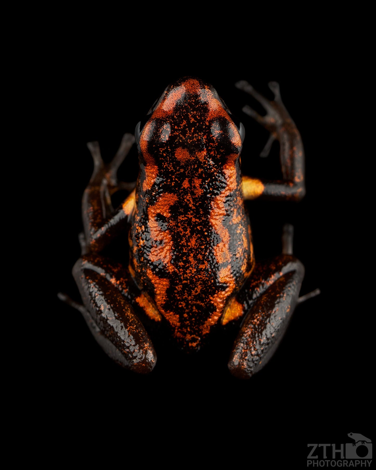 Excidobates captivus