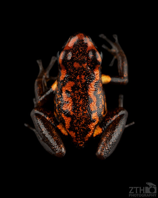 Excidobates captivus