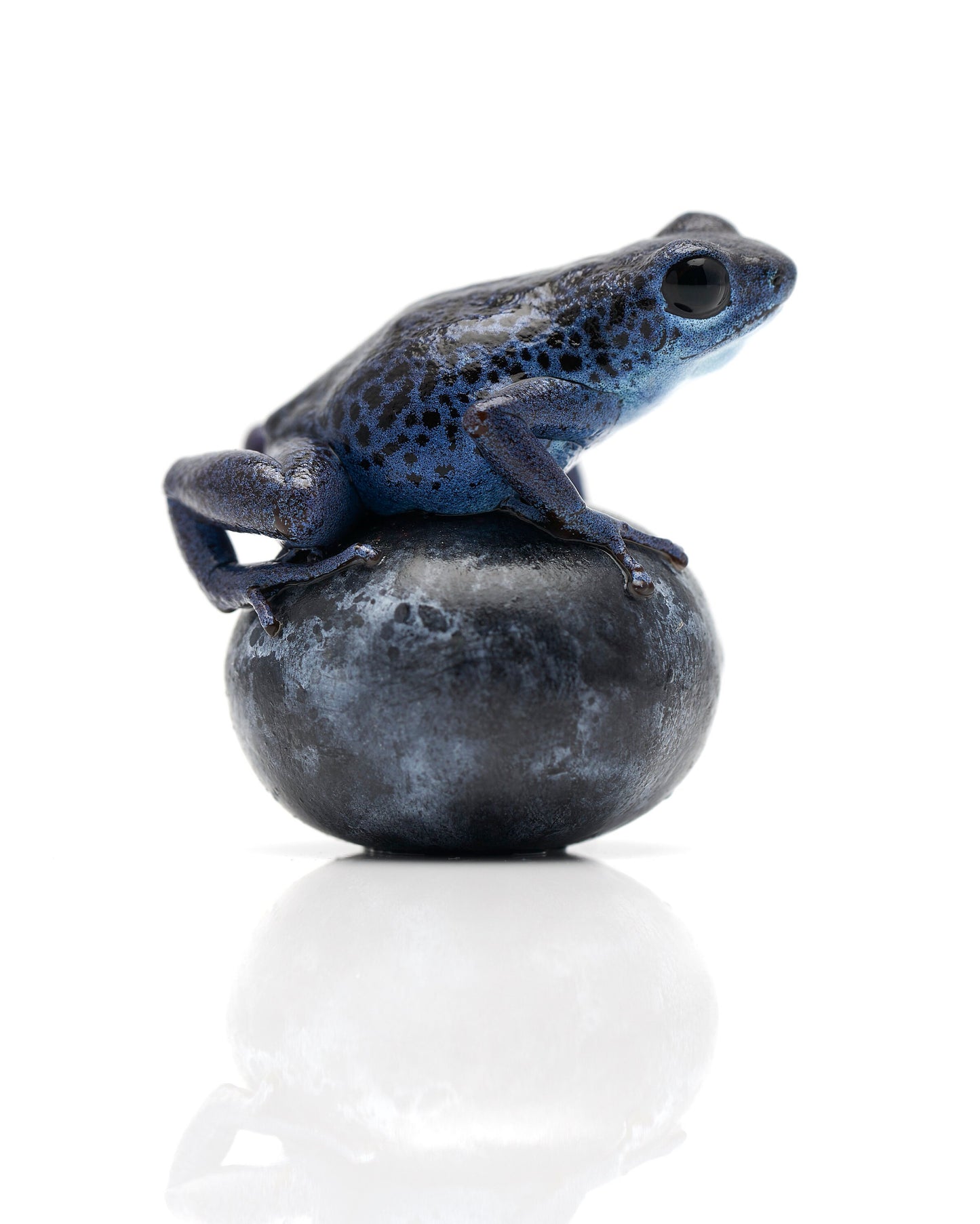 Oophaga pumilio 'Rio Colubre' on a blue berry  2