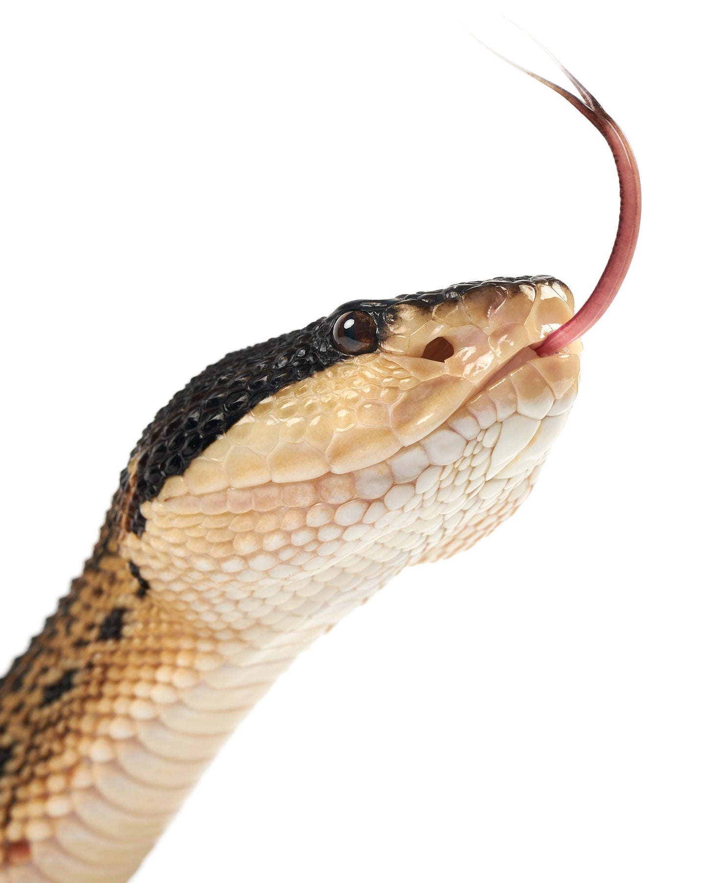 Black-Headed Bushmaster