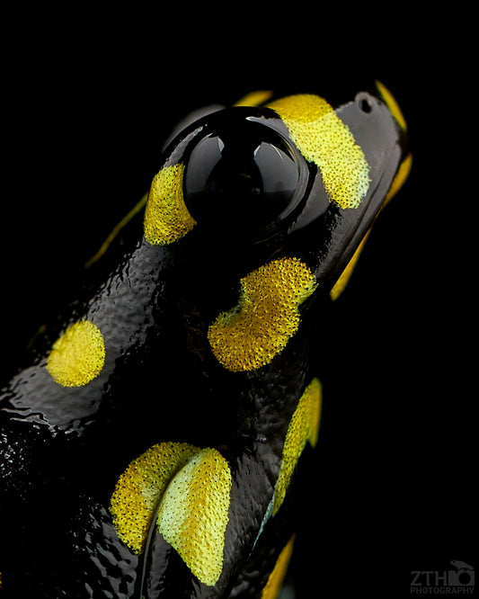 Ranitomeya vanzolinii 2