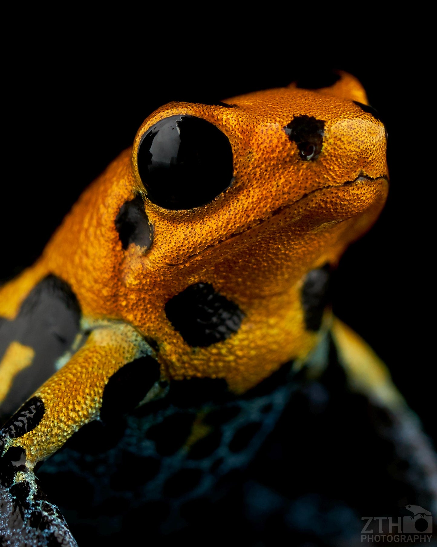 Ranitomeya imitator 'Varadero'