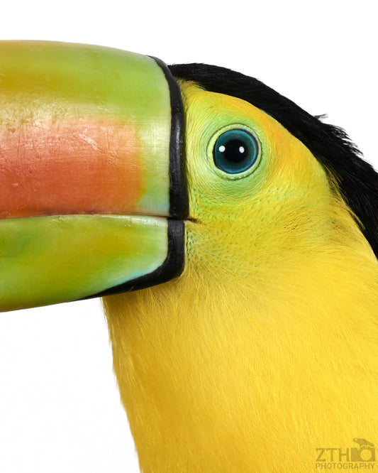 Toucan