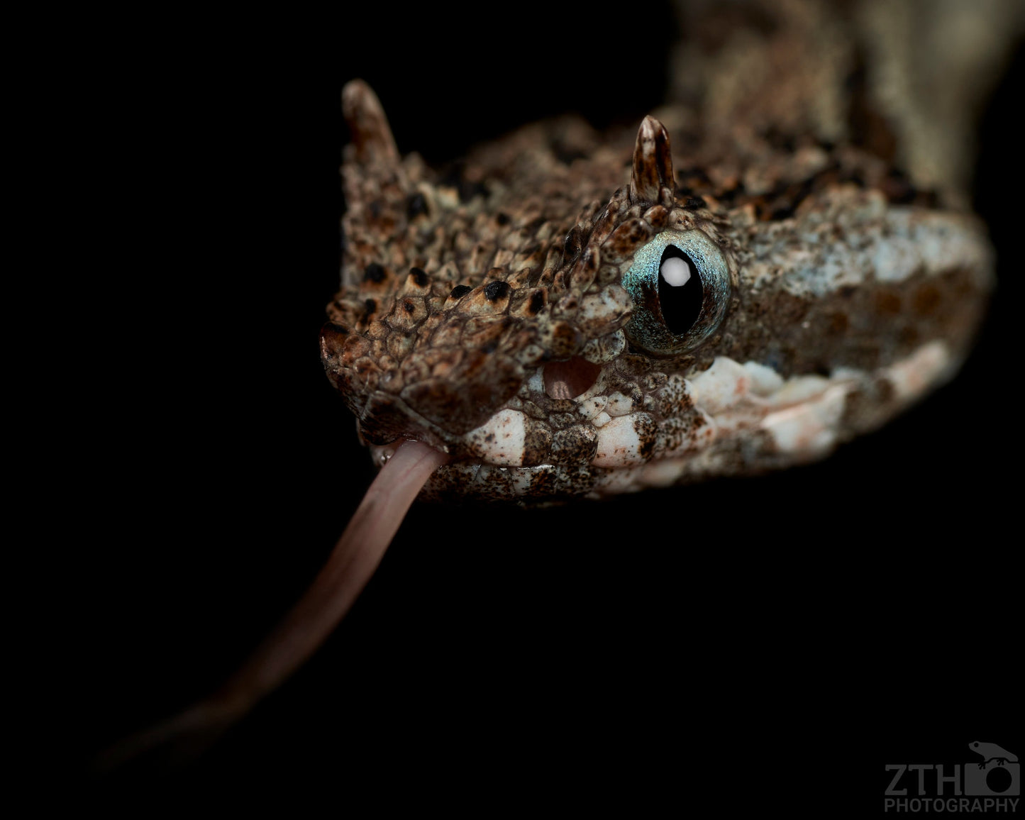 Ophryacus smaragdinus