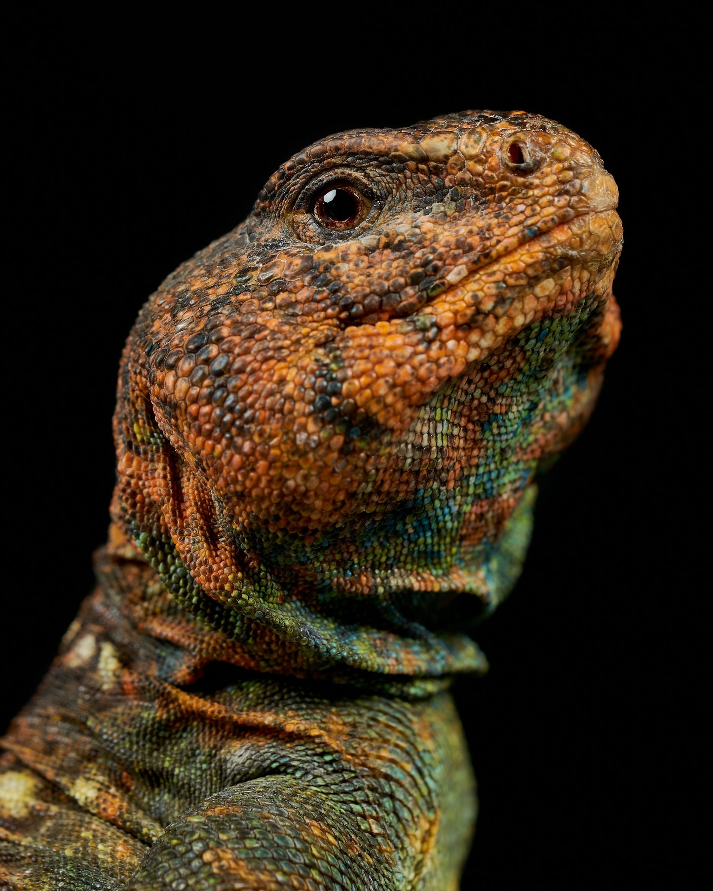 Uromastyx