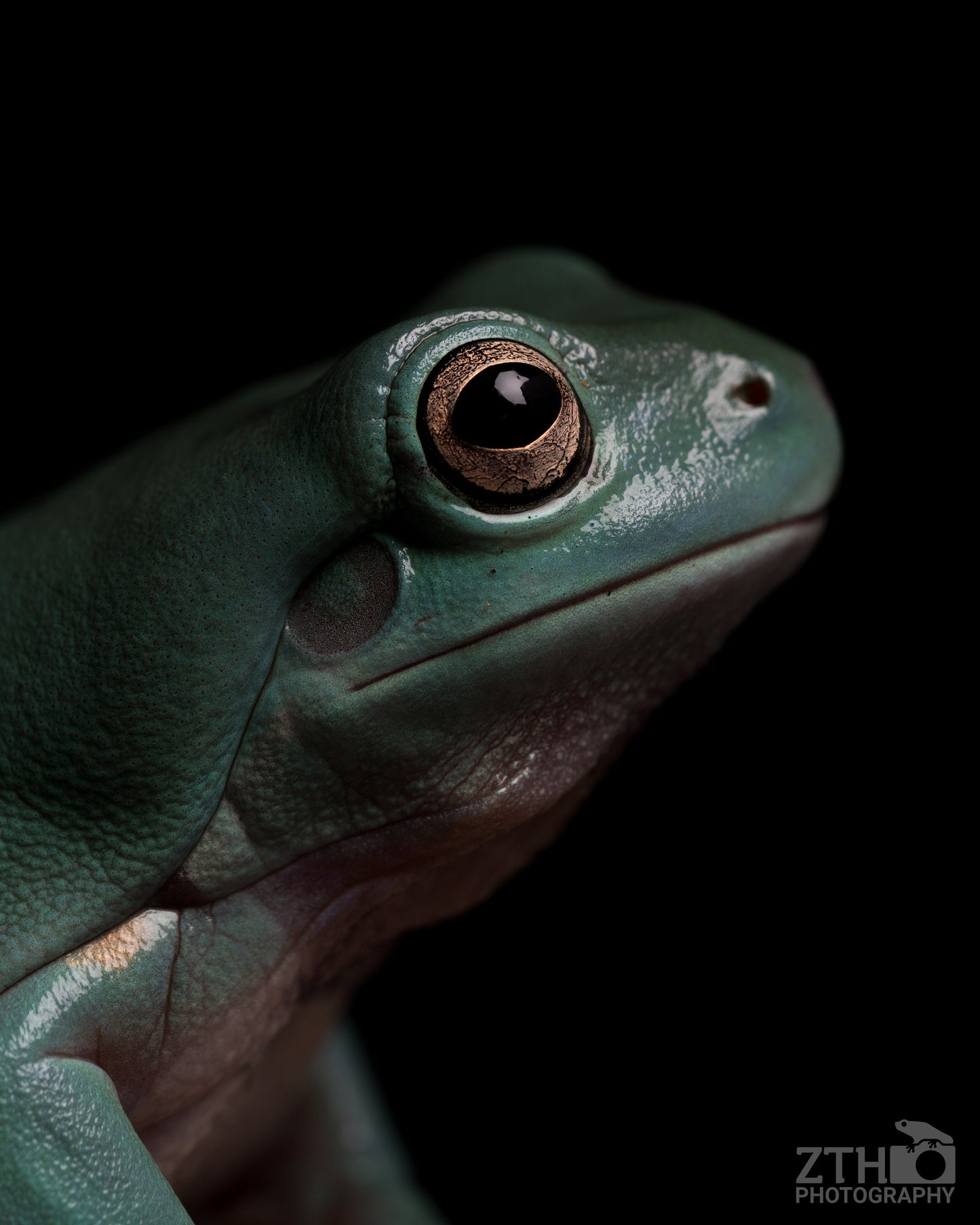 Frog portrait