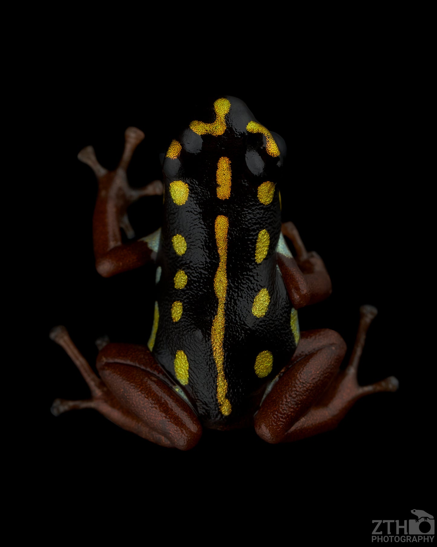 Ranitomeya flavovittata ‘Gold Legged’