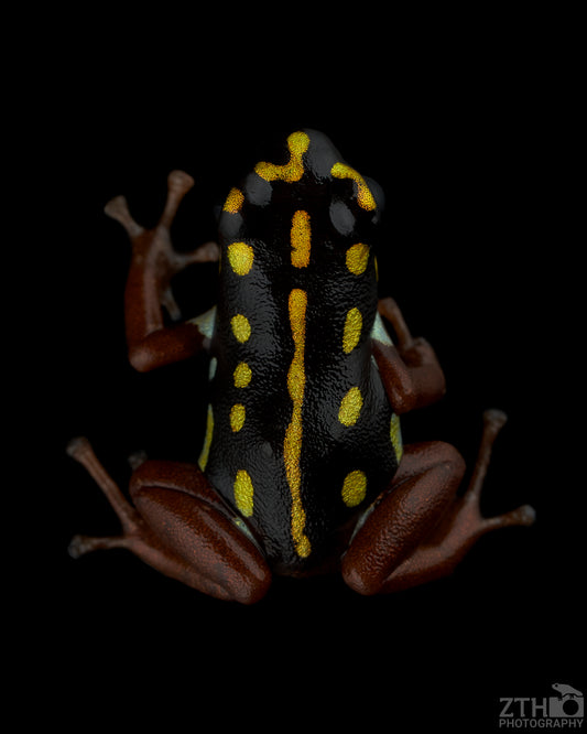 Ranitomeya flavovittata ‘Gold Legged’