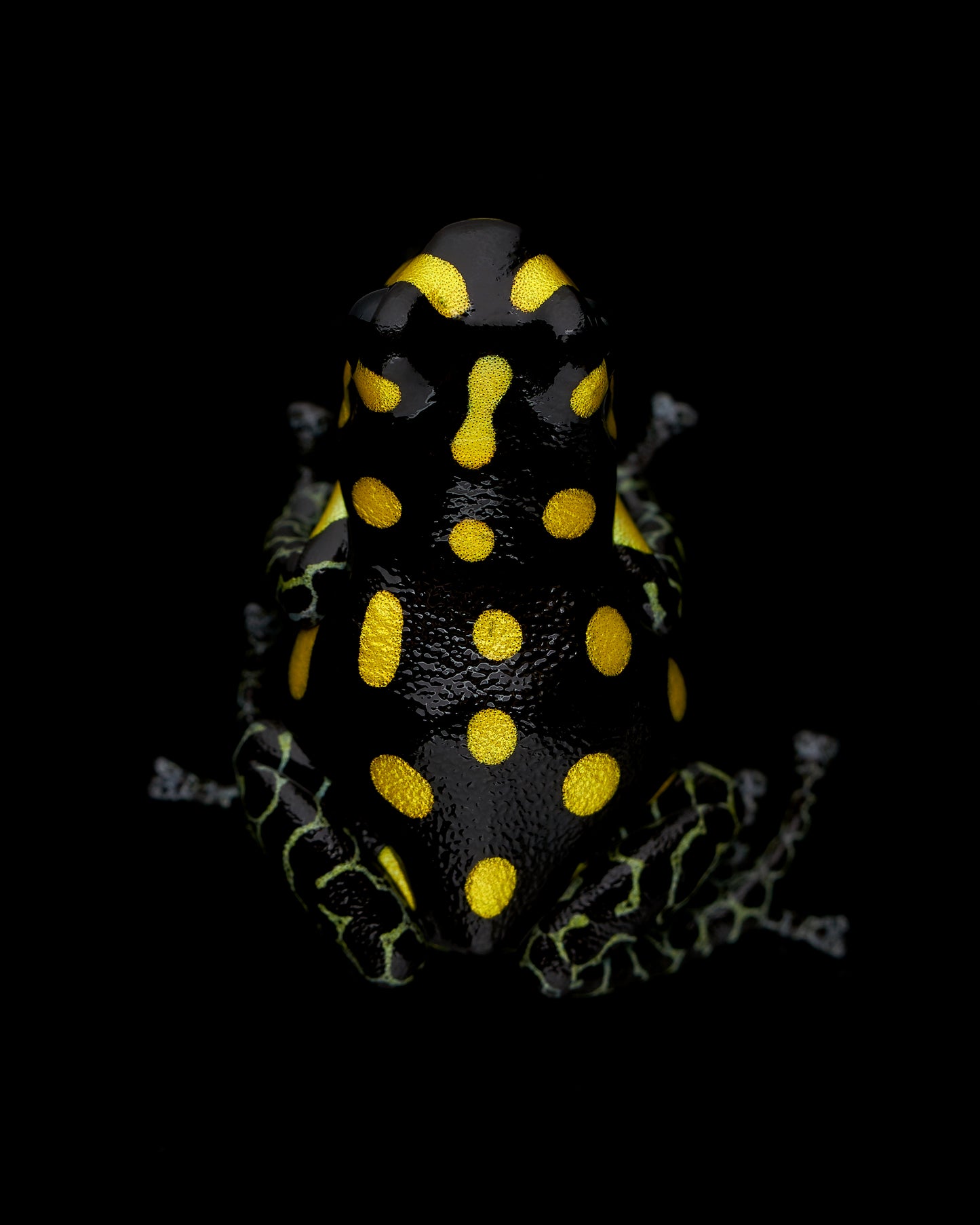 Ranitomeya vanzolinii