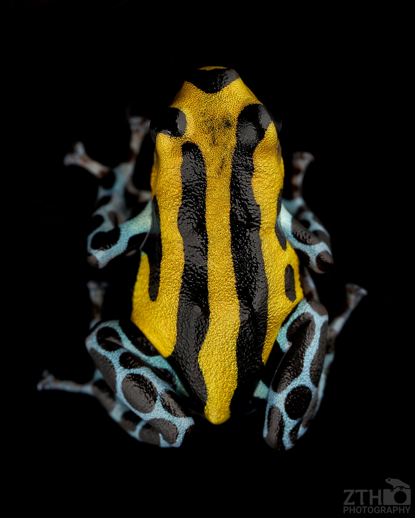 Ranitomeya sirensis