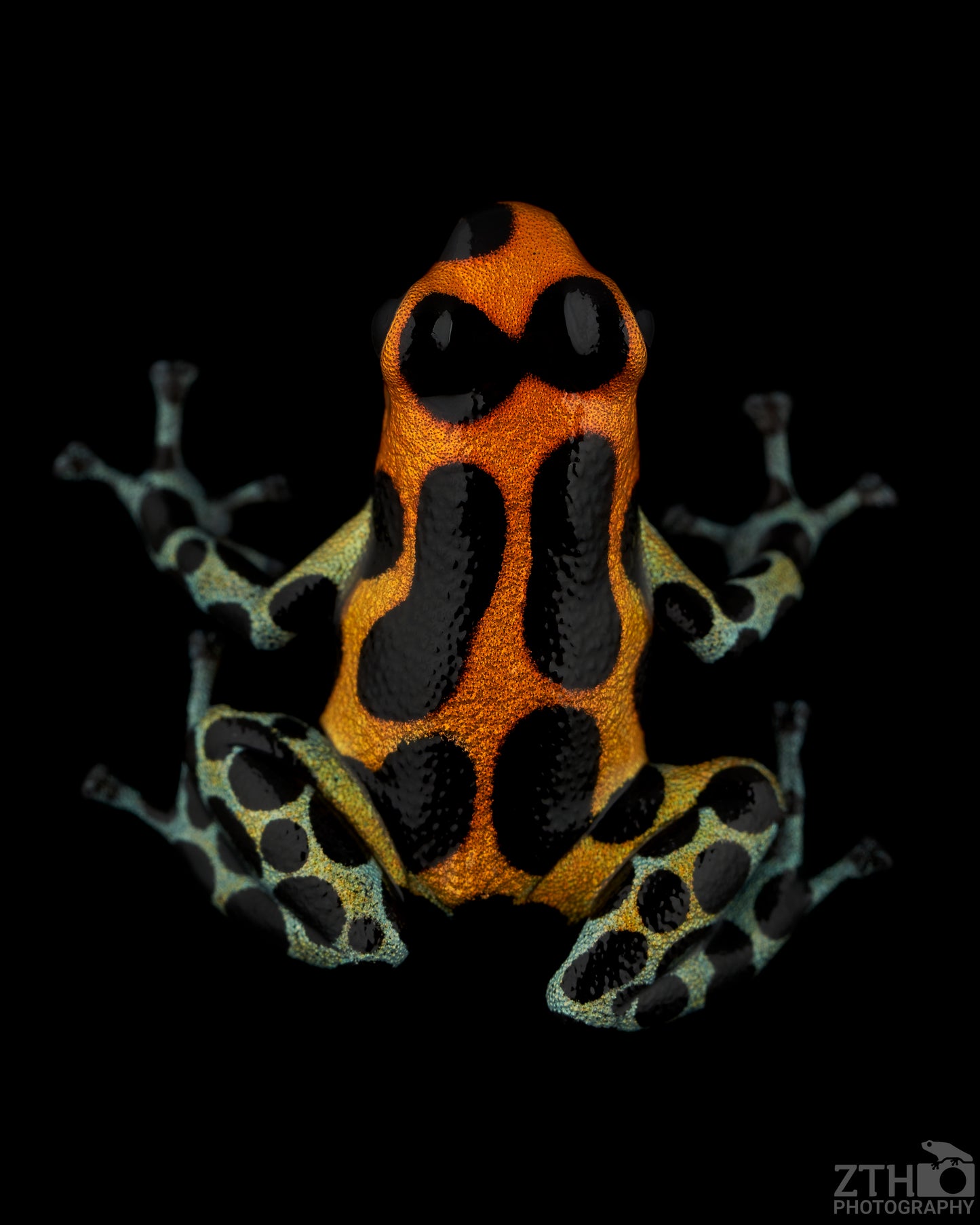 Ranitomeya imitator 'Chazuta' | Poison Dart Frog Art