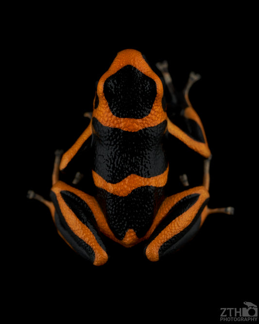 Ranitomeya summersi 'Sauce' | Poison Dart Frog Art