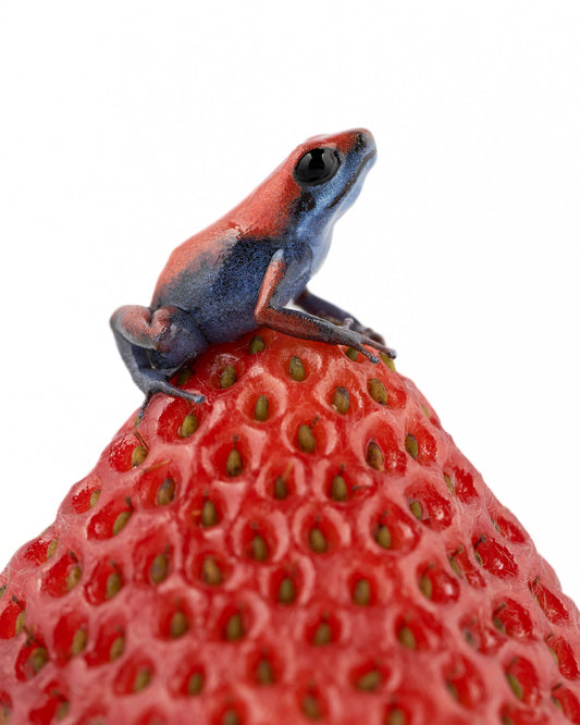Oophaga pumilio 'Escudo' on a Strawberry | Poison Dart Frog Art