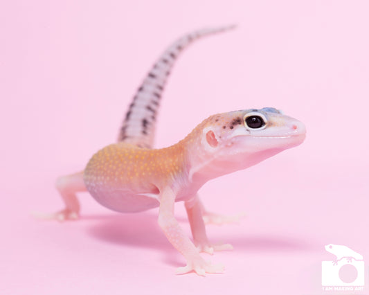 Leopard Gecko