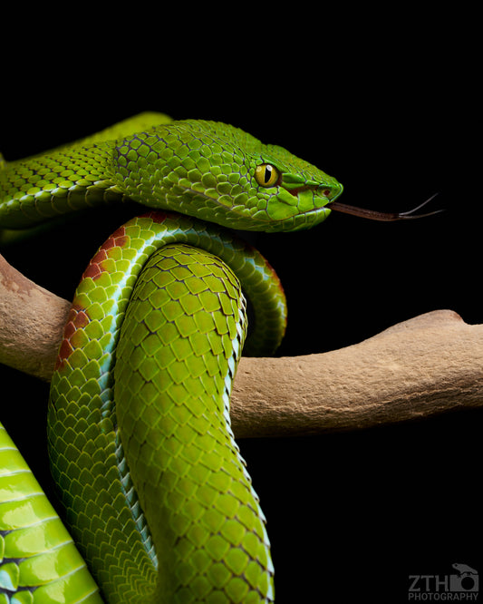 Trimeresurus gumprechti | Snake Photo Print