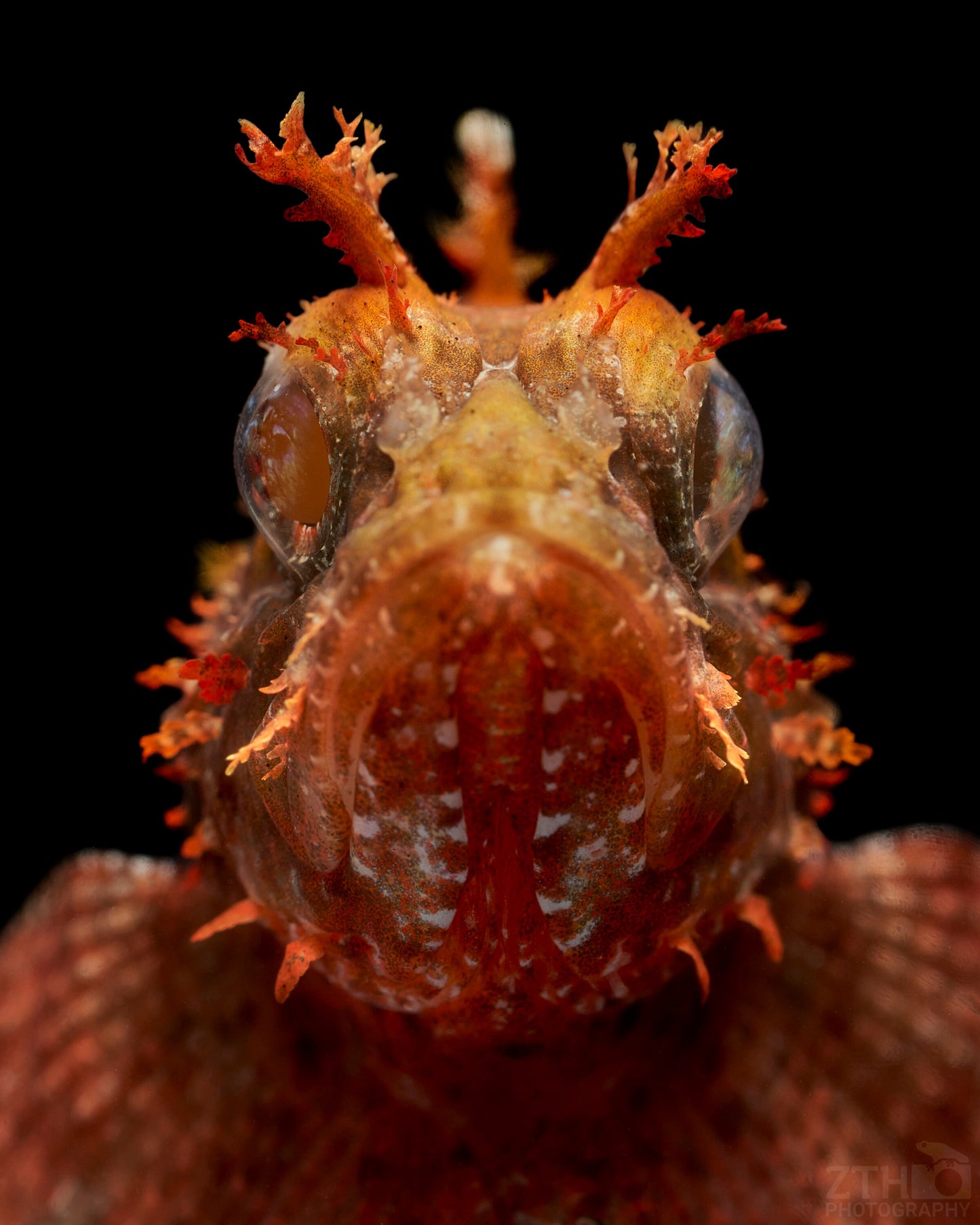 Scorpion Fish