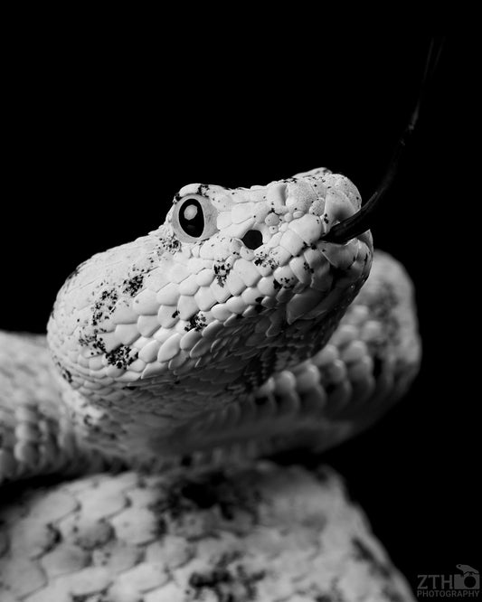 Speckled rattlesnake