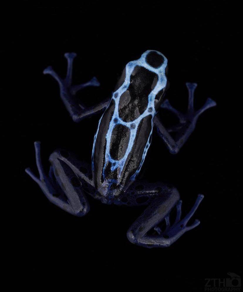 Dendrobates tinctorius ‘New River’