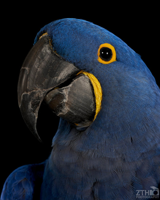 Hyacinth Macaw