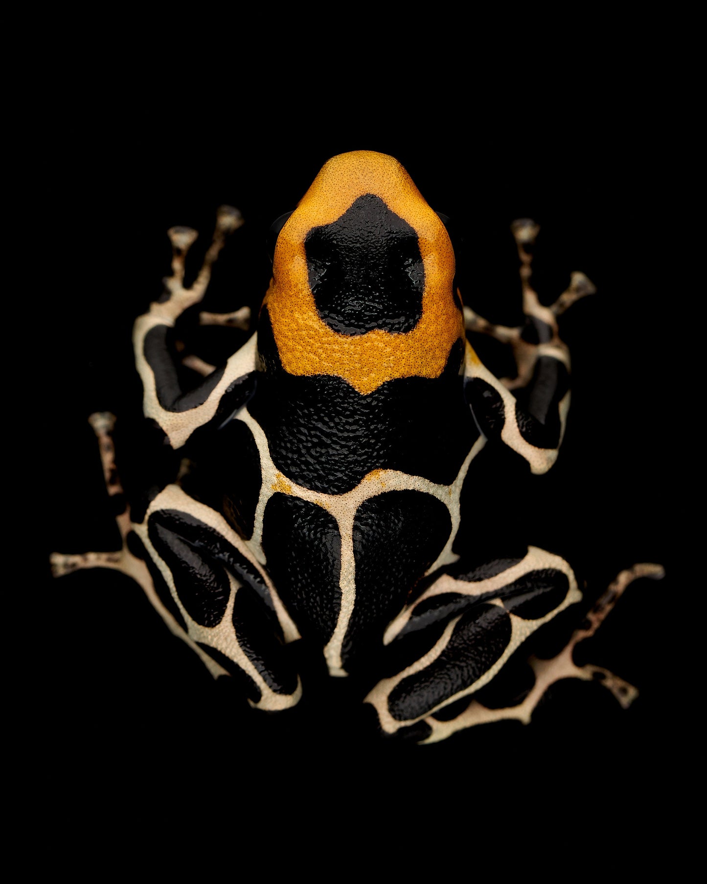 Ranitomeya fantastica 3