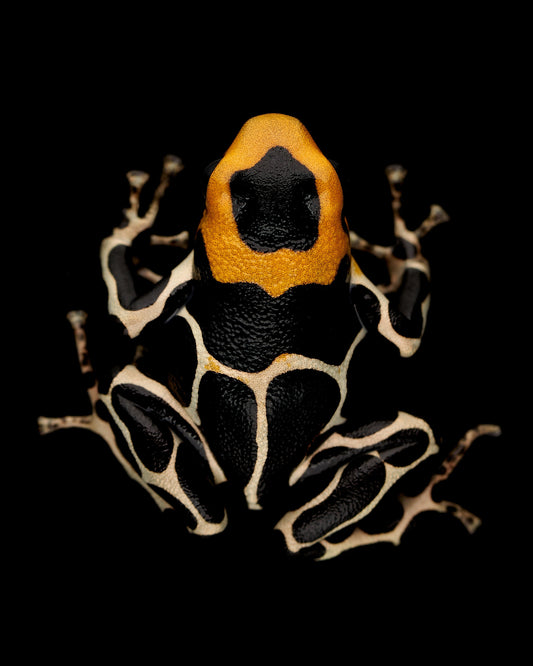 Ranitomeya fantastica 3