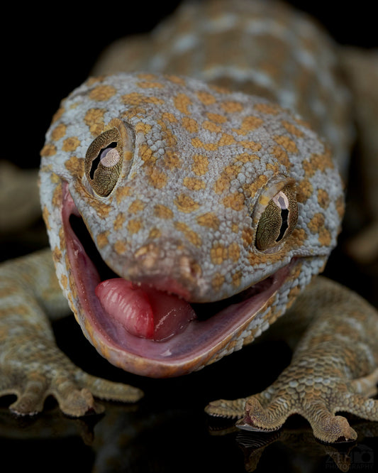 Tokay Gecko