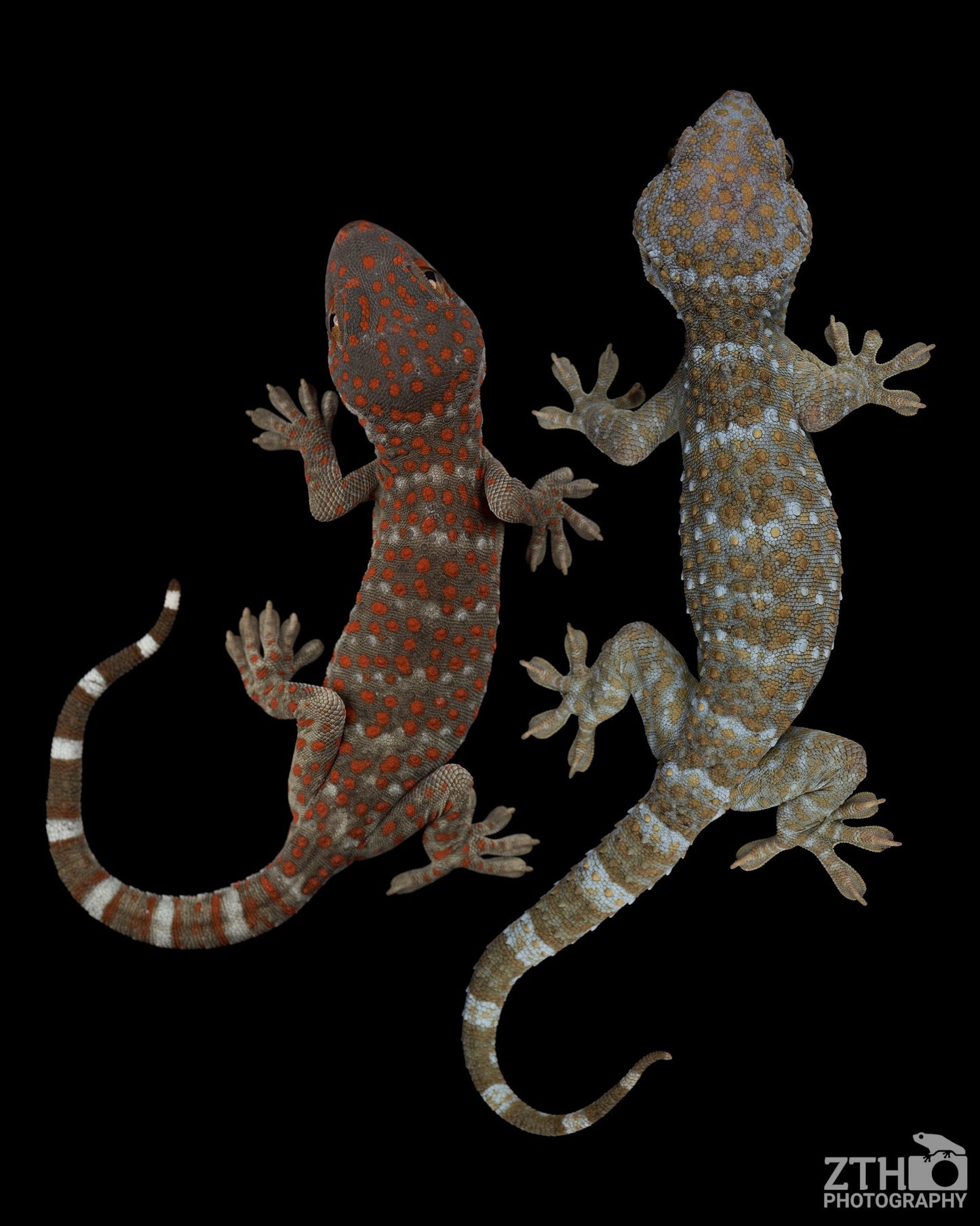 Tokay Geckos