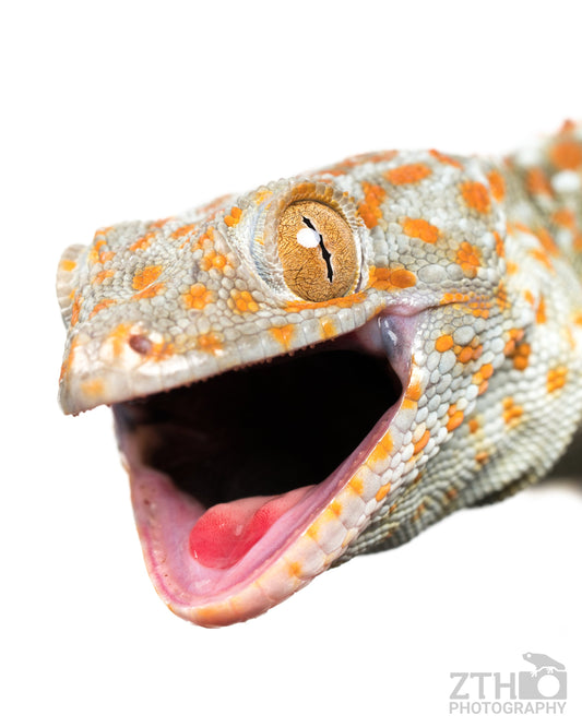 Tokay Gecko