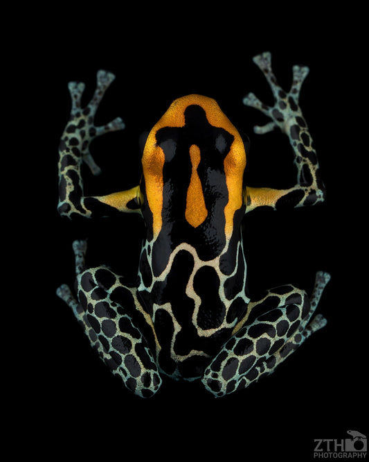 Ranitomeya fantastica 1