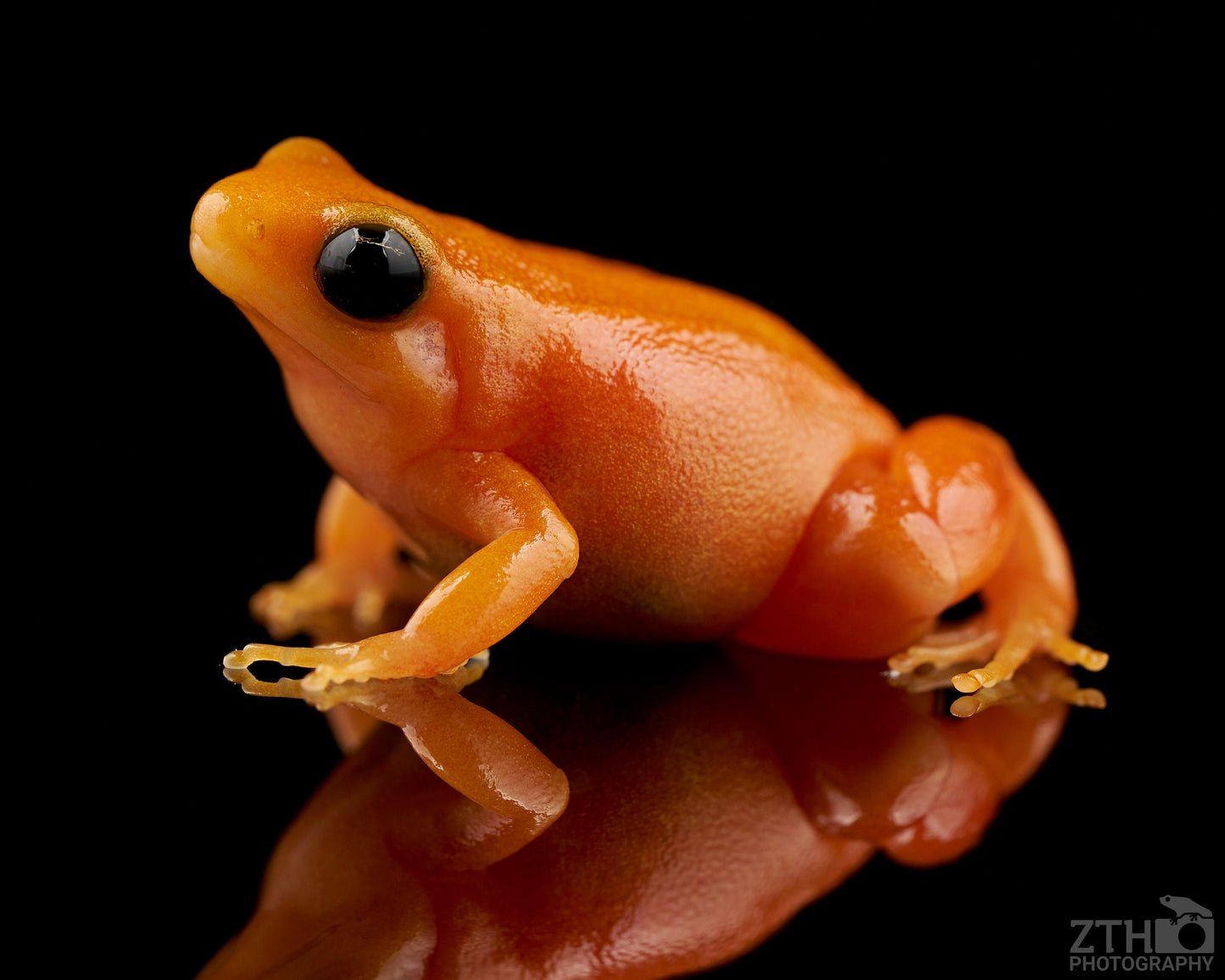 Golden mantella