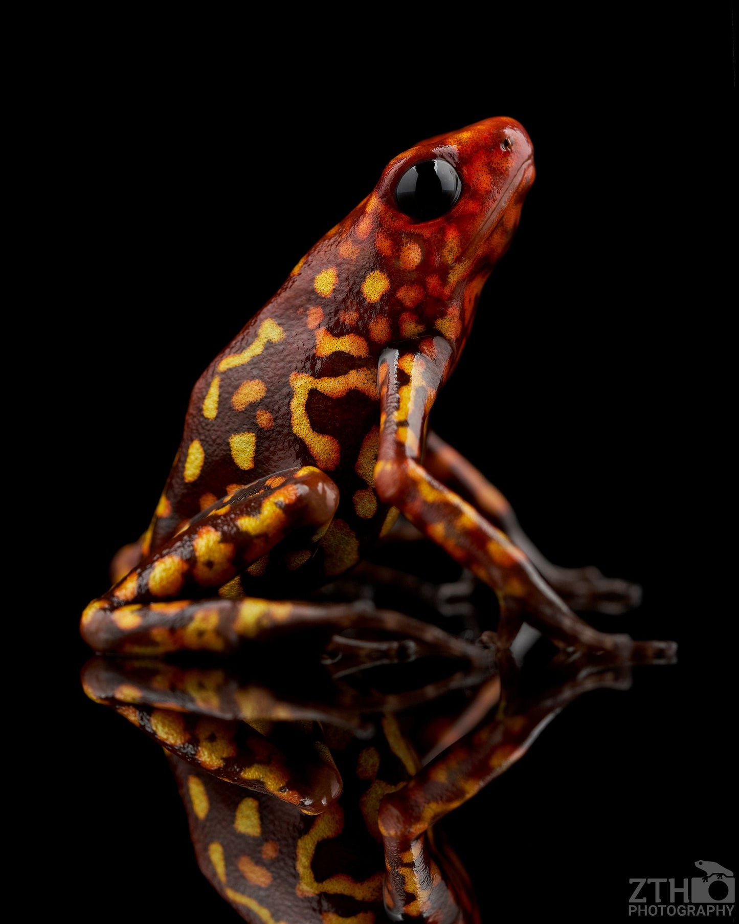 Red head histrionica