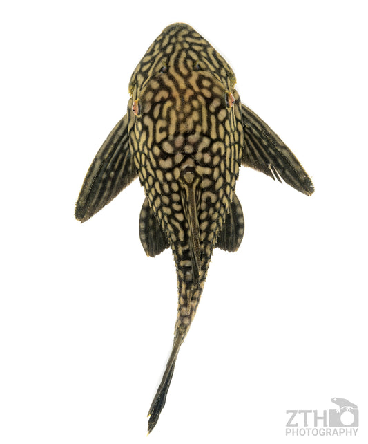 Royal Pleco