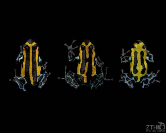 Ranitomeya sirensis 'Highland' Trio