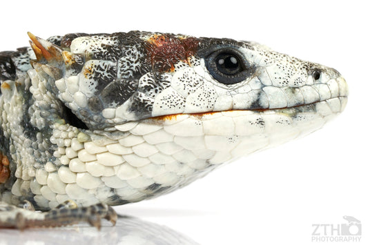 Abronia lythrochilla 'Calico'