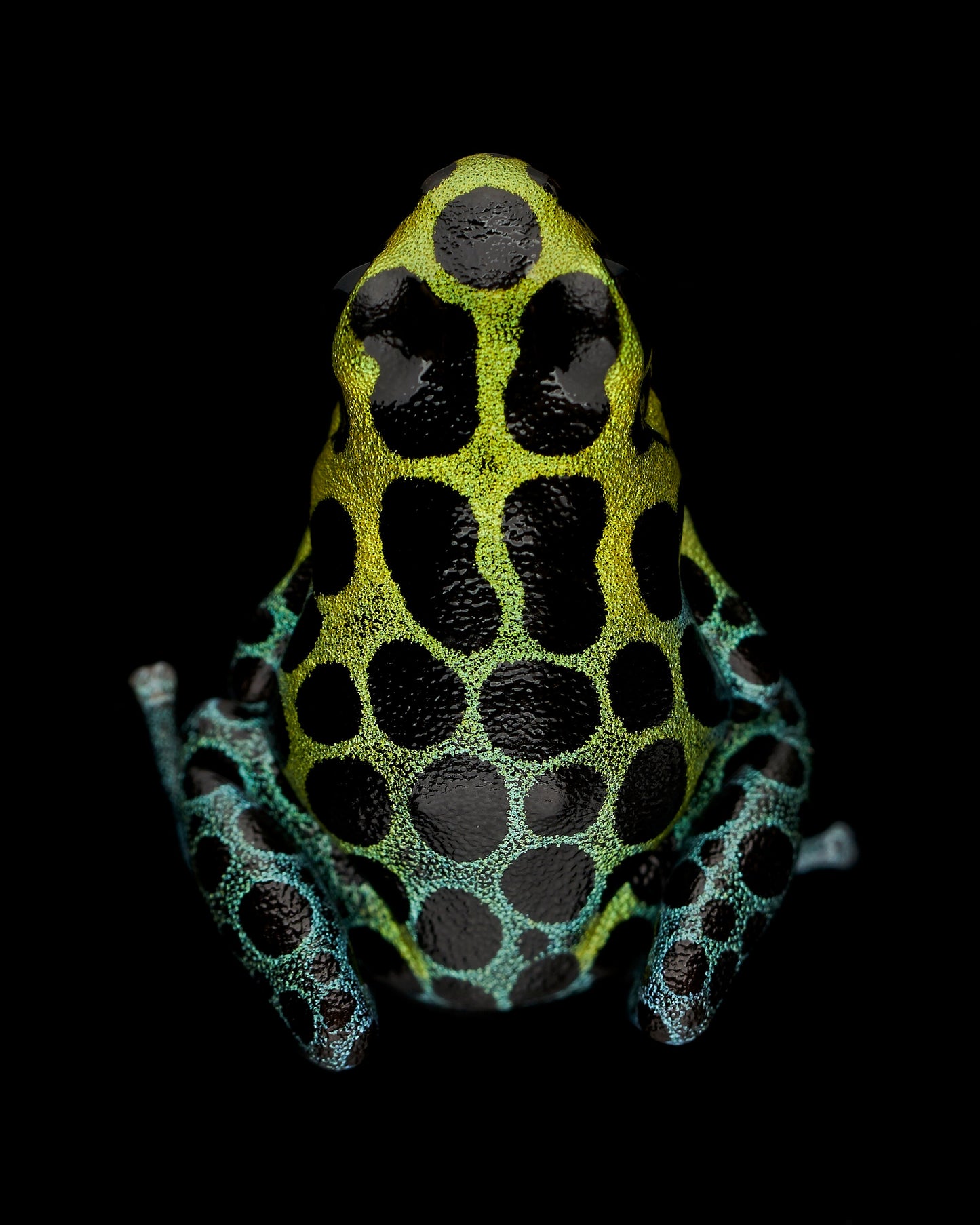 Ranitomeya variabilis 'Highland'