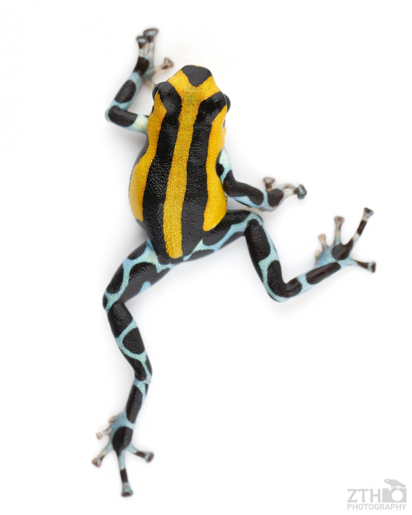 Ranitomeya sirensis 'Highland'