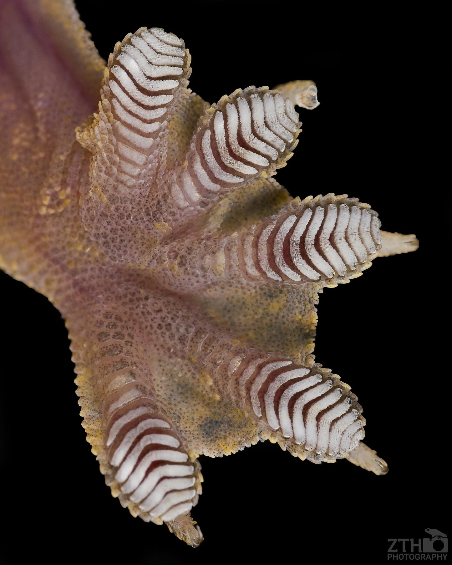Flying gecko foot