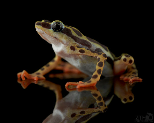 Atelopus balios